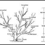 When To Prune Citrus Trees