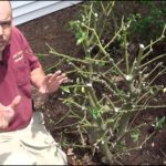 When To Prune Holly