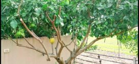When To Prune Lemon Tree