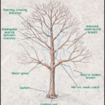 When To Prune Maple Trees
