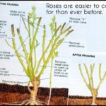 When To Prune Rose Bushes